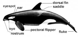 Blog about Killer Whales! - Kosatky - Info: obrázky a ...